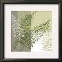 Abstract Fern by Hanna Vedder Limited Edition Print