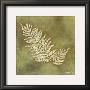 Organic Fern by Alexandra Bex Limited Edition Pricing Art Print