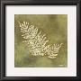 Organic Fern by Alexandra Bex Limited Edition Pricing Art Print