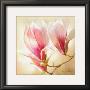 Magnolia Liliflora by Annemarie Peter-Jaumann Limited Edition Print