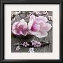 Magnolia by Catherine Beyler Limited Edition Print