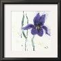 Iris Ii by Marthe Limited Edition Pricing Art Print