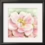 Wild Pink Roses by Arkadiusz Warminski Limited Edition Pricing Art Print