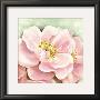 Wild Pink Roses by Arkadiusz Warminski Limited Edition Print