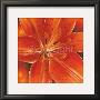 Ray Of Orange by Arkadiusz Warminski Limited Edition Print