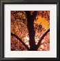 Sunset Forest I by M.J. Lew Limited Edition Pricing Art Print