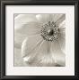 Poppy Study Ii by Sondra Wampler Limited Edition Pricing Art Print