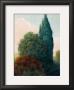 Tuscan Trees Ii by Alan Stephenson Limited Edition Print