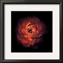 Ranunculus No. 43 by Neil Seth Levine Limited Edition Print