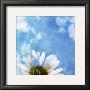 Daisies Iii by Ingrid Blixt Limited Edition Print