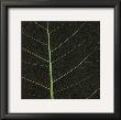 Bo Leaf I by Andrew Levine Limited Edition Print