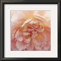 Heavenly Rose by Rebecca Swanson Limited Edition Print