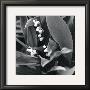 Lily Of The Valley by Dana Buckley Limited Edition Pricing Art Print