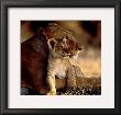 Lioness With Cub by Michel & Christine Denis-Huot Limited Edition Print