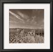 Drifting Sands Ii by Michael Kahn Limited Edition Print