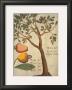 Cashew Tree by Michael Boym Limited Edition Pricing Art Print