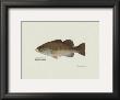 Largemouth Bass Fish by Ron Pittard Limited Edition Print