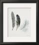 Field Study Feather Trio by Jurgen Gottschlag Limited Edition Print