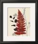 October Fern Ii by Bella Dos Santos Limited Edition Pricing Art Print
