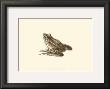 Sepia Frog I by J. H. Richard Limited Edition Print