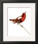 Robin by Aurore De La Morinerie Limited Edition Print