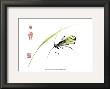 Grasshopper by Nan Rae Limited Edition Pricing Art Print