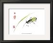 Grasshopper by Nan Rae Limited Edition Print