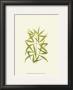 Woodland Ferns I by Edward Lowe Limited Edition Print