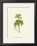 Woodland Ferns Iii by Edward Lowe Limited Edition Print