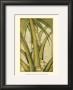 Graphic Palms Iv by Jennifer Goldberger Limited Edition Print