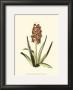 Antique Hyacinth Xvi by Christoph Jacob Trew Limited Edition Pricing Art Print