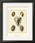 Crackled Antique Shells Iv by Denis Diderot Limited Edition Print