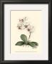 Phalaenopsis Red Throat Orchid by Joy Waldman Limited Edition Pricing Art Print