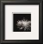 Flower Series I by Walter Gritsik Limited Edition Print