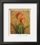 Tulips by Vincenzo Ferrato Limited Edition Print