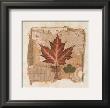Maple by Pamela Gladding Limited Edition Print