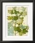 Viburnum by J. Milesi Limited Edition Pricing Art Print