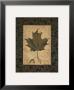 Sugar Maple Leaf by Susan Clickner Limited Edition Print