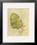 Botanical Journal I by Avery Tillmon Limited Edition Print