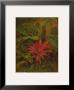 Tropical Foliage Ii by Linda Amundsen Limited Edition Print