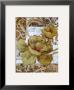 Wild Rose With Scroll I by Sofi Taylor Limited Edition Print
