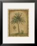 Caribbean Palm Iii by Betty Whiteaker Limited Edition Print