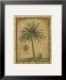 Caribbean Palm Iii by Betty Whiteaker Limited Edition Pricing Art Print