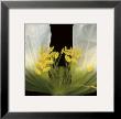 Symphony Poppy by Pip Bloomfield Limited Edition Print