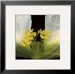 Symphony Poppy by Pip Bloomfield Limited Edition Pricing Art Print