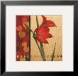 Red Amaryllis With Damasque by T. C. Chiu Limited Edition Pricing Art Print