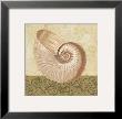 Shell Study Iv by Tiffany Bradshaw Limited Edition Pricing Art Print