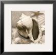Iridescent Seashell Iii by Donna Geissler Limited Edition Print