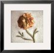 Sand Ranunculus by Donna Geissler Limited Edition Print