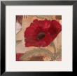 Amapola Roha Iv by Pamela Luer Limited Edition Print